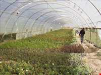 روستای گندمینه