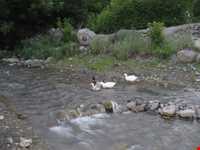 روستای ایدلیک