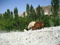 روستای ایدلیک