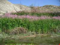 روستای ایدلیک