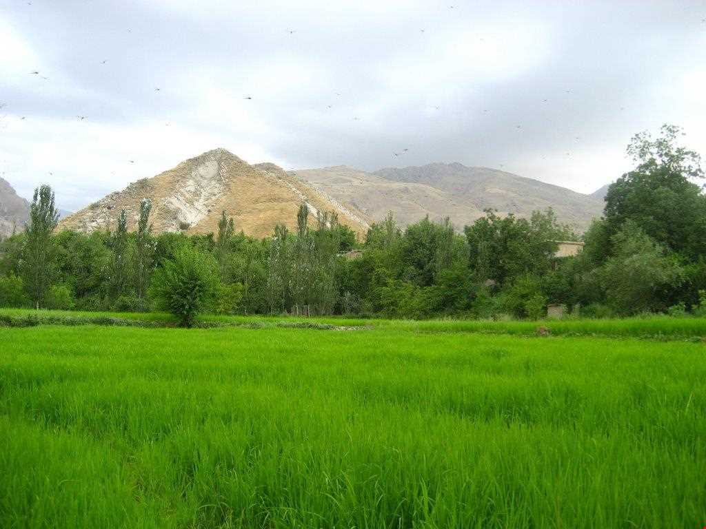 برنج ایدلیک - کلات