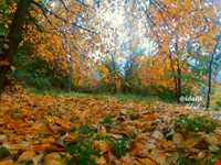 برنج ایدلیک - کلات