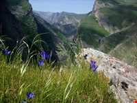 برنج ایدلیک - کلات