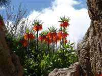 آبشار برنجه