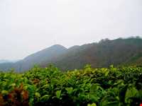 موزه تاریخ چای لاهیجان ( آرامگاه کاشف السلطنه )