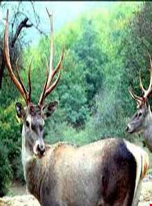 پناهگاه حیات وحش لوندویل