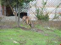 پناهگاه حیات وحش لوندویل