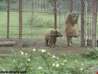 پناهگاه حیات وحش لوندویل