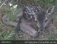 پناهگاه حیات وحش لوندویل