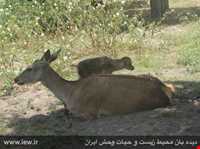 پناهگاه حیات وحش لوندویل