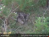 پناهگاه حیات وحش لوندویل