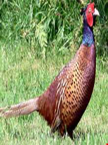 باغ پرندگان آستارا