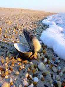 ساحل صدف آستارا