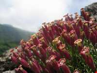 قله اسپیناس