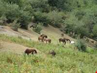 قله اسپیناس