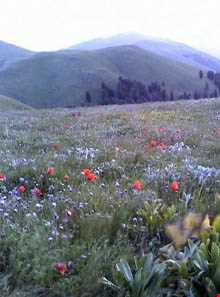 ییلاق سلانسر