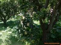 روستای کرکیخان