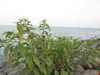 پارک ساحلی شریعتی ( مخیری )