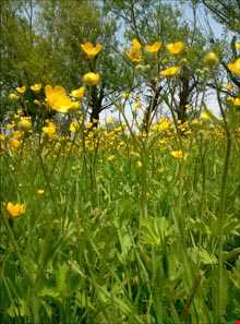 روستای میکال