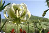 Lilium ledebourii