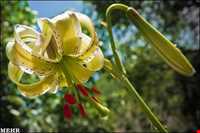 Lilium ledebourii