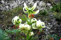 Lilium ledebourii