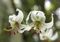 Lilium ledebourii