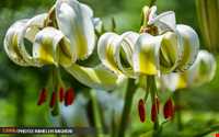 Lilium ledebourii