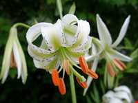 Lilium ledebourii