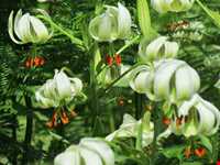 Lilium ledebourii