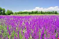 روستای کنزق