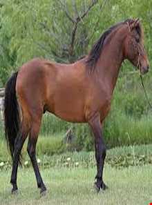 اسب خزری یا اسب کاسپین