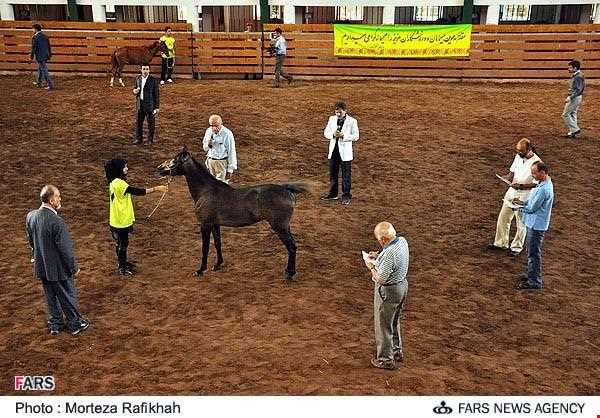 اسب خزری یا اسب کاسپین