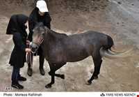 اسب خزری یا اسب کاسپین