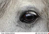 اسب خزری یا اسب کاسپین