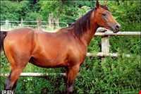 اسب خزری یا اسب کاسپین