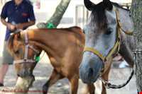 اسب خزری یا اسب کاسپین