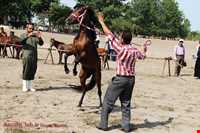 اسب خزری یا اسب کاسپین