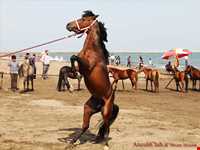 اسب خزری یا اسب کاسپین