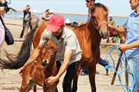 اسب خزری یا اسب کاسپین