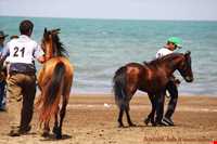 اسب خزری یا اسب کاسپین