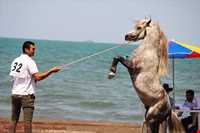 اسب خزری یا اسب کاسپین