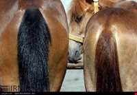 اسب خزری یا اسب کاسپین