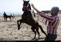 اسب خزری یا اسب کاسپین