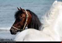 اسب خزری یا اسب کاسپین