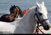 اسب خزری یا اسب کاسپین