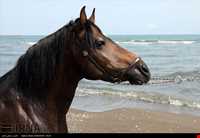 اسب خزری یا اسب کاسپین