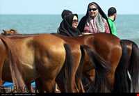 اسب خزری یا اسب کاسپین