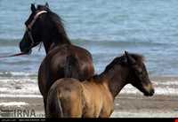 اسب خزری یا اسب کاسپین