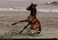 اسب خزری یا اسب کاسپین